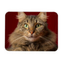 Search for maine coon christmas cards Kitty