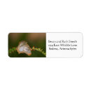 Search for white butterflies return address labels Nature