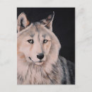 Search for white wolf postcards Animals