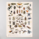 Search for vintage insect posters Dragonfly