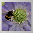 Search for bumble posters Purple