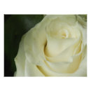 Search for soft rose posters White