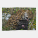 Search for panthera onca Spots
