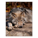 Search for wolves photo cards Nature