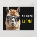 Search for drama llama postcards Alpaca
