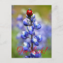 Search for lady bug postcards Luck