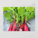 Search for radish postcards Garden