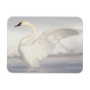 Search for cygnus magnets Anseriformes