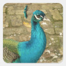Search for beautiful peacock stickers Animal