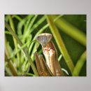 Search for praying mantis posters Entomology