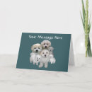 Search for bichon frise cards Puppies