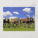 Search for overcast postcards Nature