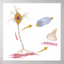 Search for neuron posters Medicine
