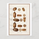 Search for pecan postcards Nut