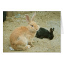 Search for big ears cards Rabbit