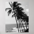 Search for black and white palm tree posters Hawaii