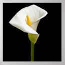 Search for cala posters Lily