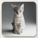 Search for looking front Cat