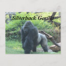 Search for silverback gorilla postcards Zoo