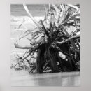 Search for driftwood posters Tree