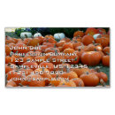 Search for chrysanthemum photography Flower