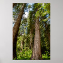 Search for cedar forest posters Danita delimont