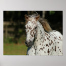 Search for spotty posters Horse