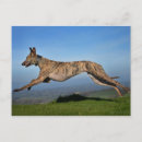 Search for whippet dog postcards Lurcher