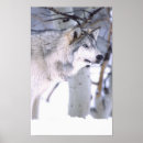 Search for canis posters Wolf