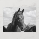 Search for heading postcards Horse