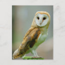 Search for alba postcards Barn owl