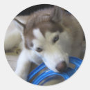 Search for frisbee stickers Dog