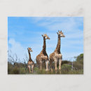 Search for babys daddy postcards Wildlife
