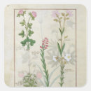 Search for medicinal plants stickers Herbal