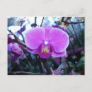 Search for white orchid postcards Purple
