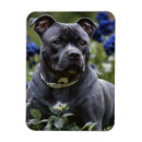 Search for staffie magnets Staffy