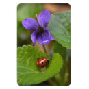 Search for viola magnets Flower