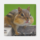 Search for wildlife lover magnets Animals