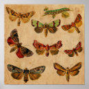 Search for vintage insect art Caterpillar