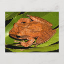 Search for frog lover postcards Amphibian