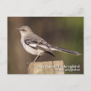 Search for mockingbird photography Wildlife