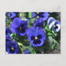 Search for pansies postcards Blue