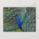 Search for peacock feathers postcards Zoo