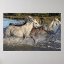 Search for white horse running posters Wild
