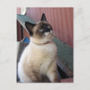 Search for snowshoing postcards Siamese