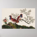 Search for pheasant posters Elegant