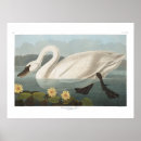 Search for vintage swan art Audubon