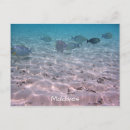 Search for maldives postcards Tropical