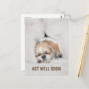 Search for shihtzu cards Cute