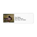 Search for mallard return address labels Bird